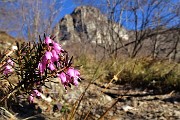 23 Erica in fiore